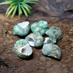 챔프 소라게 자연쉘  그린터보쉘 소 : 챔프크랩