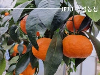 카라향 10kg 벌크 포장 제주기성농장 : 제주기성농장