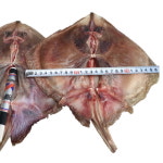 간자미 간재미찜 간재미철 서해 반건조 간재미 1kg3미 : 안녕하농수산