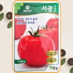 서광토마토 1000립 당도가 높고 부드러운 찰토마토 흥농 : 식물세계