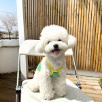 베리앤펫 곰돌이 삼형제 나시티 강아지 고양이 옷 티셔츠 : 스토어베리