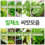 잎채소 씨앗 텃밭 채소재배 모둠쌈채 10종 씨앗 마이플랜트 : 마이플랜트