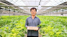 신데렐라딸기 약 500g 하얀딸기 봉양딸기농원 천안로컬푸드 흰딸기 백딸기 : 천안 로컬푸드