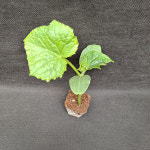 미소화원농장 노각오이 늙은오이 모종 열매채소 키우기 : 미소화원농장