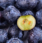 국산 유레카 블루베리 생블루베리 생과 신틸라 제주 칠레 임산부 제철과일 : 맑은 숨