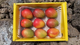 제주애플망고 달콤한 선물용 애플망고 1.5kg, 2kg, 3kg 감사 선물 세트 : 제주외사물농장