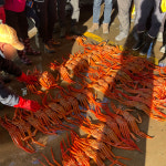 [울진동해직송] 박달 홍게 대게 제철 수율보장 시가 자숙 : 후포 시장수산