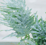 블루스타펀 특대품 Blue Star Fern 18~20cm 화분 : 식집살이.