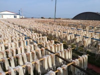 동해 구룡포 반건조 오징어 진공포장 5+5마리 피데기 피대기 마른 10미 : 산지 밥상