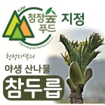 자연산 두릅 참두릅 첫순 산두릅 국내산 산나물 청정숲푸드 직영 500g : 김약사네 산약초팜