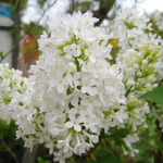 백라일락 키120cm 대형 향기 라일락나무 : 대영나무마켓