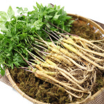 담양 순수 새싹삼 농장[GAP] 새싹인삼 면역력 선물용 보양식 100 뿌리, 70 뿌리외 : 순수새싹삼