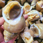 금아몰 백고동 50미 1kg : 금아몰