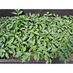 미소화원농장 짭짤이 토마토 모종 열매채소 키우기 : 미소화원농장