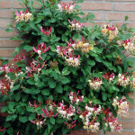 인동 초 덩굴 벨지카 나무 묘목 P9 포트묘 : 리서스좁