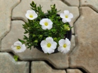 남도자리 : 별난꽃집