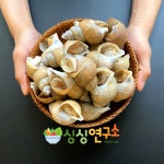 로얄 등급 大 1kg 포항 구룡포 자체조업 백골뱅이 백고동 : 싱싱 연구소