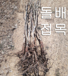 산돌배묘목 접목 1년생 5주 토종 돌배나무 묘목 판매 인제 설악산산돌배농원 : 설악산 산돌배 농원