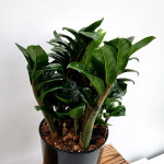 에덴플랜트 보석금전수 중품 실내인테리어 개업선물 집들이선물 행운나무 돈나무 승진선물 공기정화식물 : 에덴플랜트