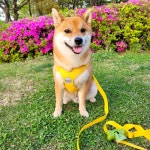 강아지 하네스 X자 X형 애견 중형견 소형견 하네스 가슴줄 : 킁킁펫