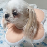푹신한 소형견넥카라 쿠션목보호대 시츄 말티즈 : 모아내가