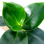 에덴플랜트 미니콩고 반려식물 필로덴드론 콩고나무 공기정화 이사 집들이선물 습도조절 : 에덴플랜트