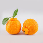 천하일품 제주 서귀포 명품 한라봉 가정용 선물세트 : 천하일품감귤농장