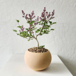 라일락 미스김라일락 꽃 나무 볼팟 봄꽃화분 소형볼팟 : 디어그린