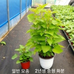 텃밭 방아잎모종 배초향 2년생 화분 허브식물 꽃모종 : 텃밭 농원