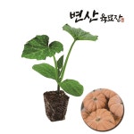 호박 모종 맷돌호박 : 변산육묘장