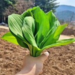 울릉도종 명이나물 1kg 장아찌용 산마늘 생명이나물 : 허니스윗팜