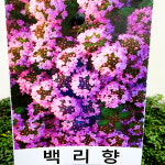 에덴플랜트 백리향 향기나는식물 야생화 노지월동 허브 정원 화단꾸미기 베란다정원 : 에덴플랜트