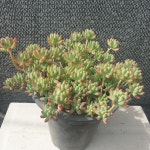 [수암다육] 팔천대 합식 랜덤발송 Sedum corynephyllum 다육 다육이 다육식물 반려식물 국민다육 아프리카식물 509 : 수암다육농장