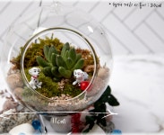비바리움 테라리움 키트 반려식물 : 엘레상점