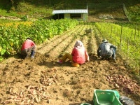 풀천지 유기농 꿀고구마 경북 봉화 풀천지 농장 : 풀천지