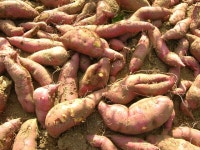 풀천지 유기농 꿀고구마 경북 봉화 풀천지 농장 : 풀천지