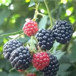 2025년 슈퍼복분자 블랙베리 3kg, 5kg : 대풍농민연합