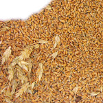 풀천지 유기농 통밀 1kg 경북 봉화 앉은뱅이밀 : 풀천지