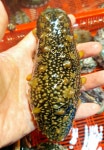 동해바다 해녀가 직접 잡은 자연산 大 해삼 1kg 홍삼 흑삼 : 팜이안