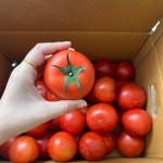 두들리 완숙 찰토마토 라이코펜 듬뿍 : 두들리농장