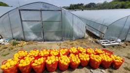 참외 성주 꿀참외 가정용 선물용 5kg,10kg 산지직송 : 소피아농장