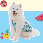 멍빅 중형견옷 대형견 플라워 원피스 멍피스 강아지옷 : 멍빅