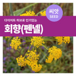 회향 펜넬 허브 씨앗 종자 2g 허브씨 키우기 마이플랜트 : 마이플랜트