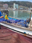 1번중매인 기장 멸치젓갈 통멸치 생멸치 15kg 30kg : 기장멸치 소문난젓갈건어물