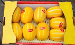 성주 산지직송 당도선별 고당도참외 가정용 선물용 정품참외 10kg : 머슴네표고농장