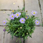 사계국화 보라색꽃 화초 : 님의정원