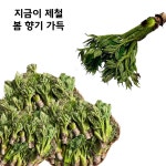 두릅 두룹 자연산두릅 당뇨에좋은음식 신장에좋은효능 참두릅1kg : 해라플렉스