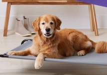 반려동물 참빗 : BEESANG