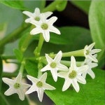 야래향나무 대품 야래향 : 무지개정원