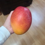 고당도 제주 애플망고 3kg 7과 8과 : 은서농장